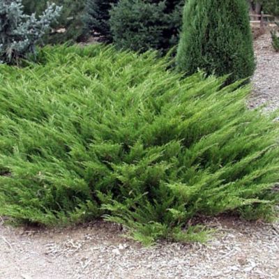 Можжевельник казацкий Мас Можжевельник казацкий Мас фото