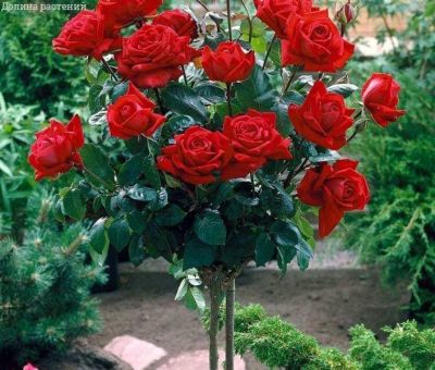 Роза штамбовая Ингрид Бергманн Роза штамбовая Ингрид Бергманн фото