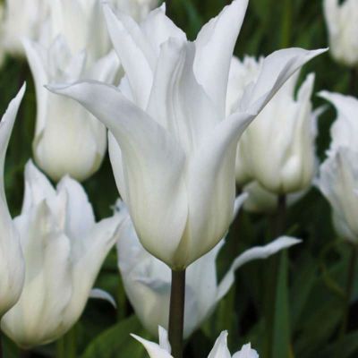 Тюльпан Баллад Уайт Тюльпан Баллад Уайт фото