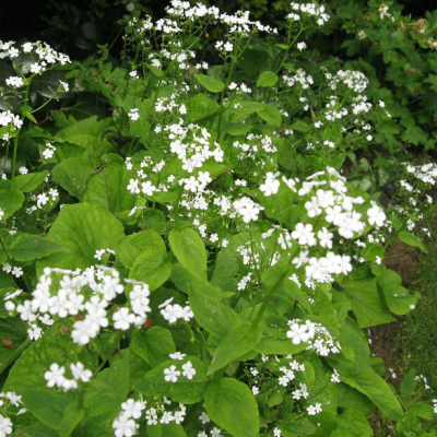 Бруннера Макрофила Бетти Боуринг , С1,5 Бруннера Макрофила Бетти Боуринг , С1,5 фото