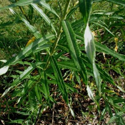 Ива прутовидная, С3 - Dolina-Sad.Ru