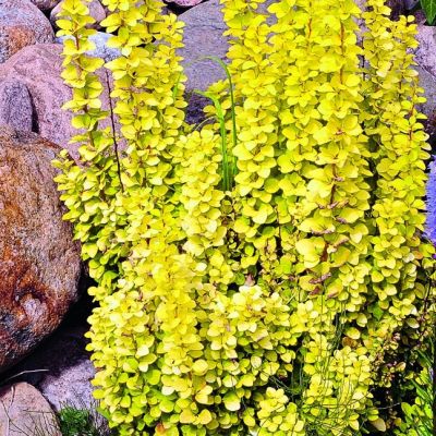 Барбарис Тунберга Голден Торч фото