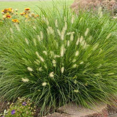 Пеннисетум лисохвостный Литл Банни , С1,5 Пеннисетум лисохвостный Литл Банни , С1,5 фото