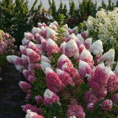 Гортензия метельчатая Стробери Блоссом, С3 - Dolina-Sad.Ru