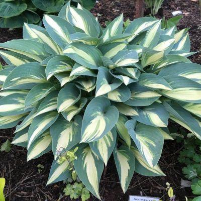 Хоста Мэджик Айленд Хоста Мэджик Айленд - Dolina-Sad.Ru