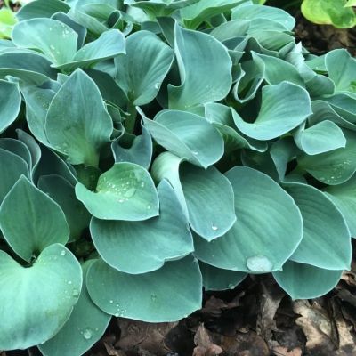 Хоста Блю Маус Эарс фото