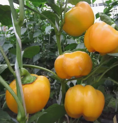 Перец Золотой Дождь фото