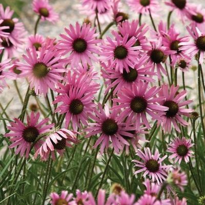 Эхинацея Роки Топ Хубридс - Dolina-Sad.Ru