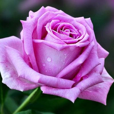 Роза Фосфор - Dolina-Sad.Ru