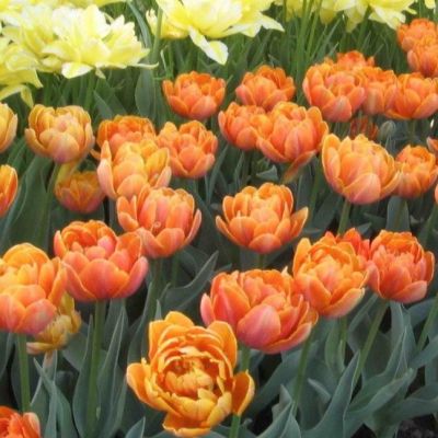 Тюльпан Орэндж Принцесс Тюльпан Орэндж Принцесс фото