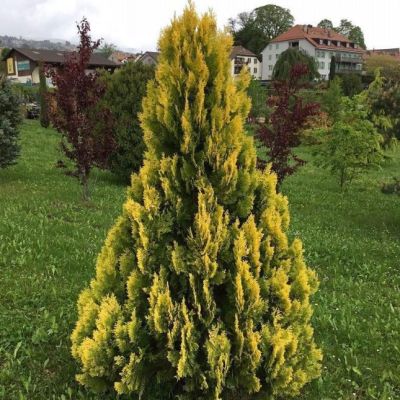 Туя западная Еллоу Риббон, С2 Туя западная Еллоу Риббон, С2 - Dolina-Sad.Ru