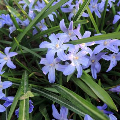 Хионодокса Форбса Хионодокса Форбса - Dolina-Sad.Ru