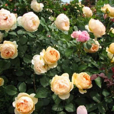 Роза Джуд де Обскур - Dolina-Sad.Ru