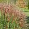 Мискантус китайский Аутумн Ред , C3 Мискантус китайский Аутумн Ред , C3 фото