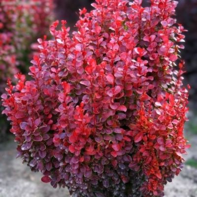 Барбарис Тунберга Ред Дж, С2 Барбарис Тунберга Ред Дж, С2 - Dolina-Sad.Ru