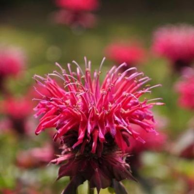 Монарда Кардинал Монарда Кардинал - Dolina-Sad.Ru