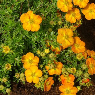 Лапчатка кустарниковая Белла Эппл фото