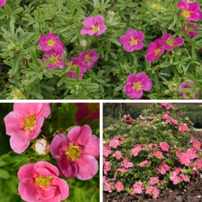 Лапчатка кустарниковая Белиссимо Лапчатка кустарниковая Белиссимо фото