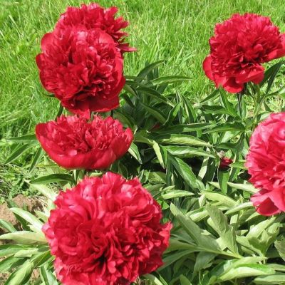 Пион Элиза Ланди Пион Элиза Ланди - Dolina-Sad.Ru