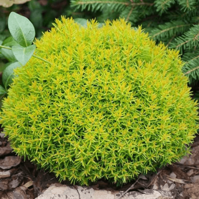 Туя западная Анниек Туя западная Анниек фото