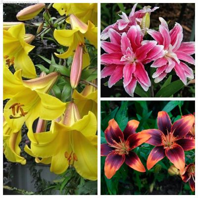 Микс 3 разных гибридов Микс 3 разных гибридов фото