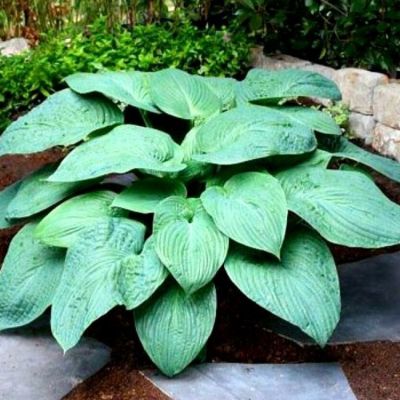 Хоста Джурасик Парк Хоста Джурасик Парк - Dolina-Sad.Ru