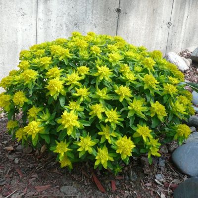 Молочай многоцветный - Dolina-Sad.Ru