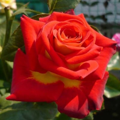 Роза Френдшип Роза Френдшип - Dolina-Sad.Ru