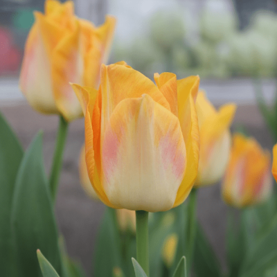 Тюльпан Голден Династи Тюльпан Голден Династи фото