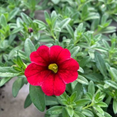 Калибрахоа Алоха Кона Черри Ред - Dolina-Sad.Ru