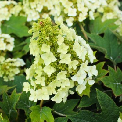 Гортензия дуболистная Сайкс Дварф, С1,5 Гортензия дуболистная Сайкс Дварф, С1,5 - Dolina-Sad.Ru