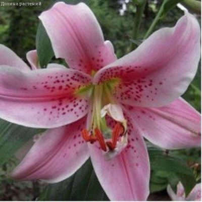 Лилия Мона Лиза (в горшке) Лилия Мона Лиза (в горшке) фото