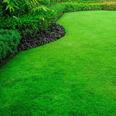 Газонная трава Без забот, 1 кг Газонная трава Без забот, 1 кг - Dolina-Sad.Ru