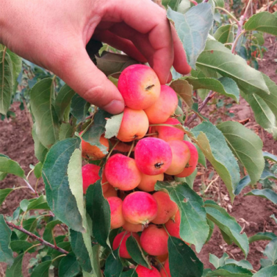 Яблоня Райка Яблоня Райка - Dolina-Sad.Ru