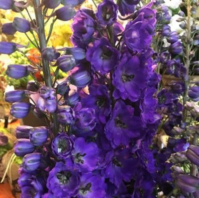 Дельфиниум Секрет Дельфиниум Секрет фото