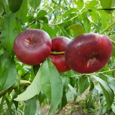 Нектарин Данат - Dolina-Sad.Ru