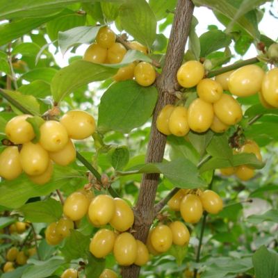 Кизил Янтарный Кизил Янтарный фото