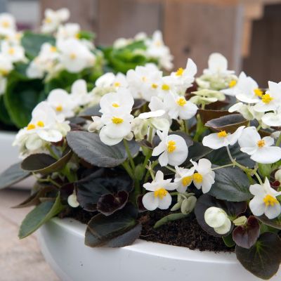 БЕГОНИЯ АМБАССАДОР УАЙТ БЕГОНИЯ АМБАССАДОР УАЙТ - Dolina-Sad.Ru