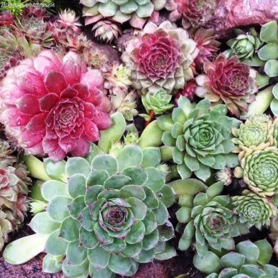 Молодило Каменная Роза фото