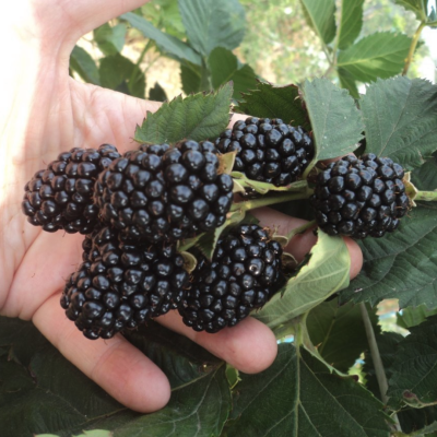 Ежевика Блек Мэджик Ежевика Блек Мэджик - Dolina-Sad.Ru