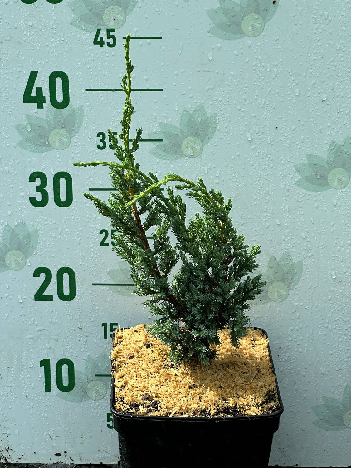 Можжевельник чешуйчатый Блю Компакт, С3 - Dolina-Sad.Ru