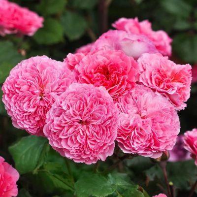 Роза Тео Клеверс Роза Тео Клеверс - Dolina-Sad.Ru