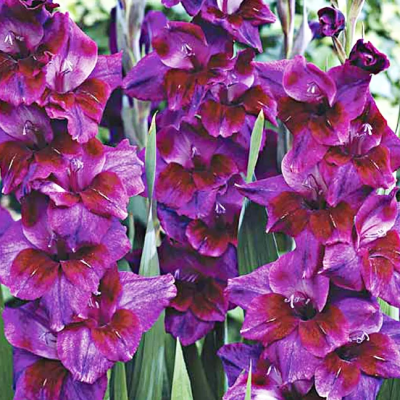 Гладиолус Вельвет Айз Гладиолус Вельвет Айз фото