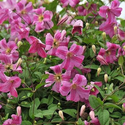 Клематис Краковяк Клематис Краковяк - Dolina-Sad.Ru