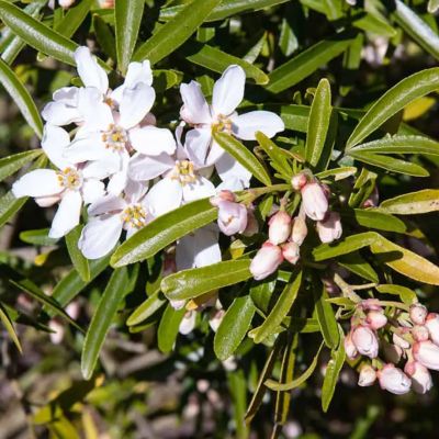 Шуазия ароматная Лиссбрид Шуазия ароматная Лиссбрид - Dolina-Sad.Ru