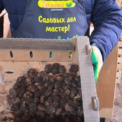 Бегония Ампельная Дарк Ред Бегония Ампельная Дарк Ред фото