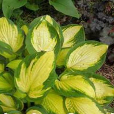 Хоста Джорджиа Свитхарт Хоста Джорджиа Свитхарт - Dolina-Sad.Ru