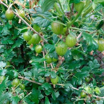 Крыжовник зеленый Инвикта Крыжовник зеленый Инвикта - Dolina-Sad.Ru