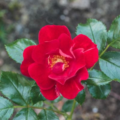 Роза Матадор - Dolina-Sad.Ru