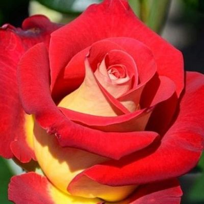 Роза Френдшип Роза Френдшип - Dolina-Sad.Ru